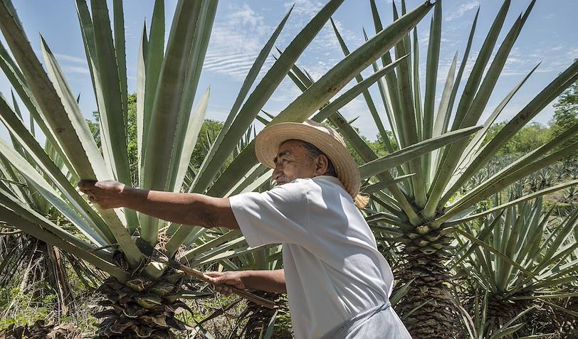 Fermier dans une plantation d'henequen - Merida - Mexique