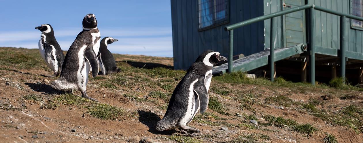 Rencontre avec les manchots sur l'Île de Magdalena - Punta Arenas - Magallanes - Chili