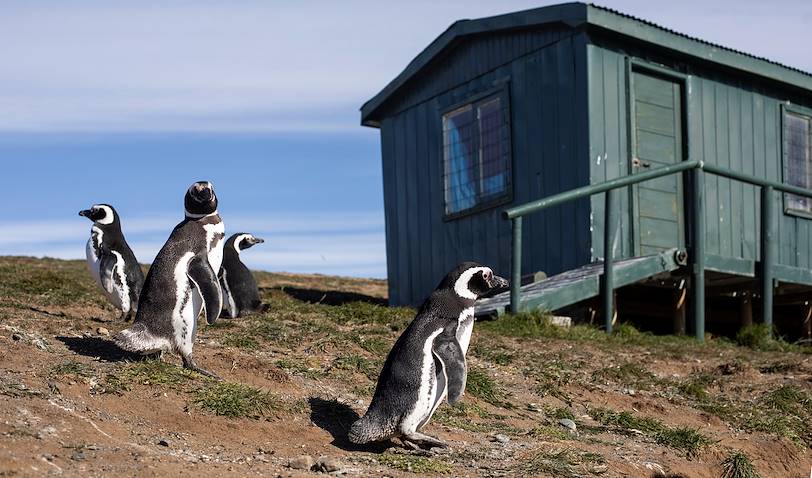 Rencontre avec les manchots sur l'Île de Magdalena - Punta Arenas - Magallanes - Chili