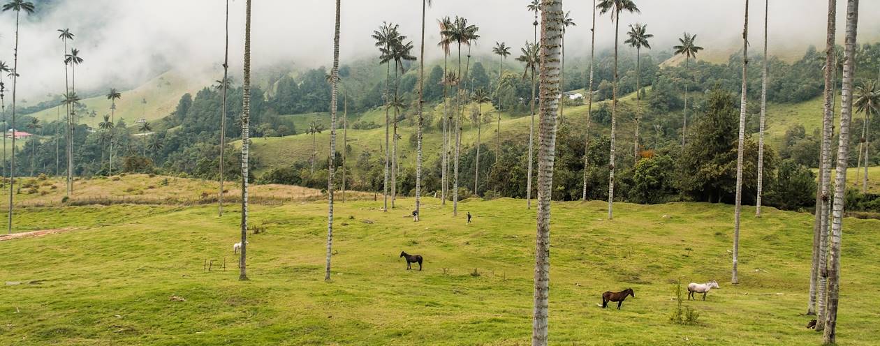 La Vallée de Cocora et ses palmiers de cire - Colombie