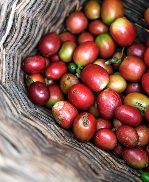 Découverte de la Finca de Café Bosque del Saman - Alcala - Colombie