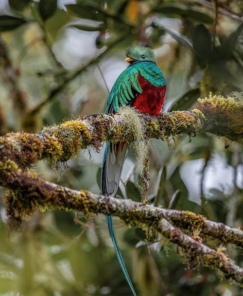 Quetzal - Boquete - Panama