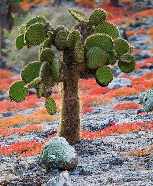 Cactus - Îles Galapagos - Equateur