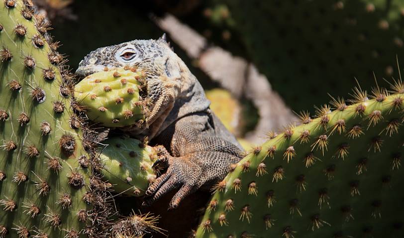 Iguane sur un cactus - Îles Galapagos - Equateur
