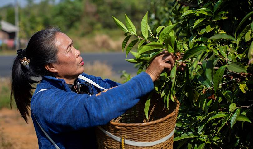 Plantations de café sur le Plateau des Boloven - Laos