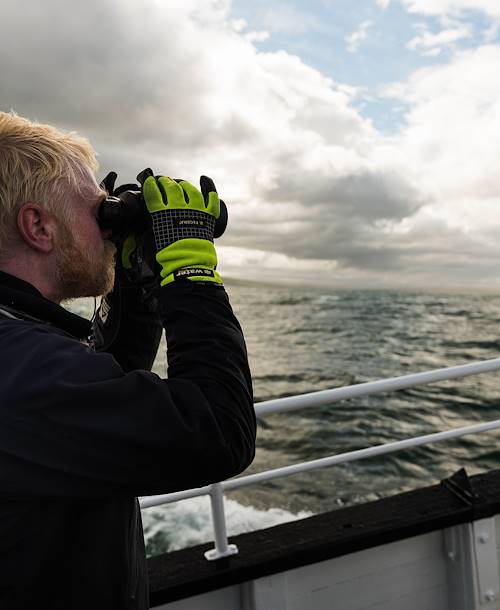 Observation des phoques - Hvammstangi - Islande