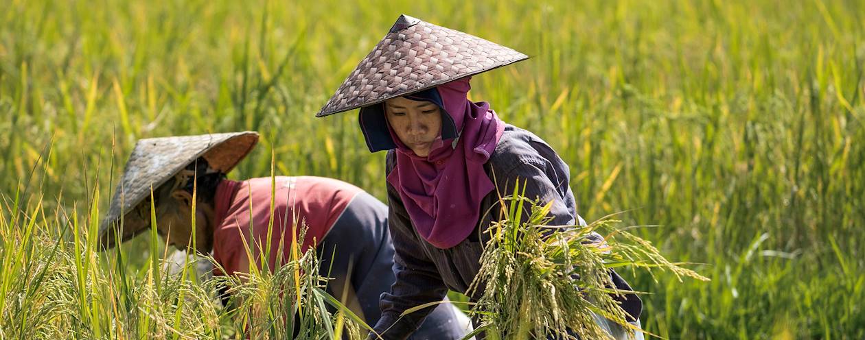 Scène de vie dans une rizière - Laos 