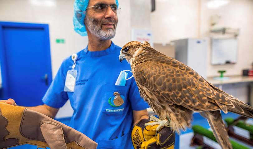 Visite de l'hôpital des faucons - Abou Dhabi - Emirats Arabes Unis