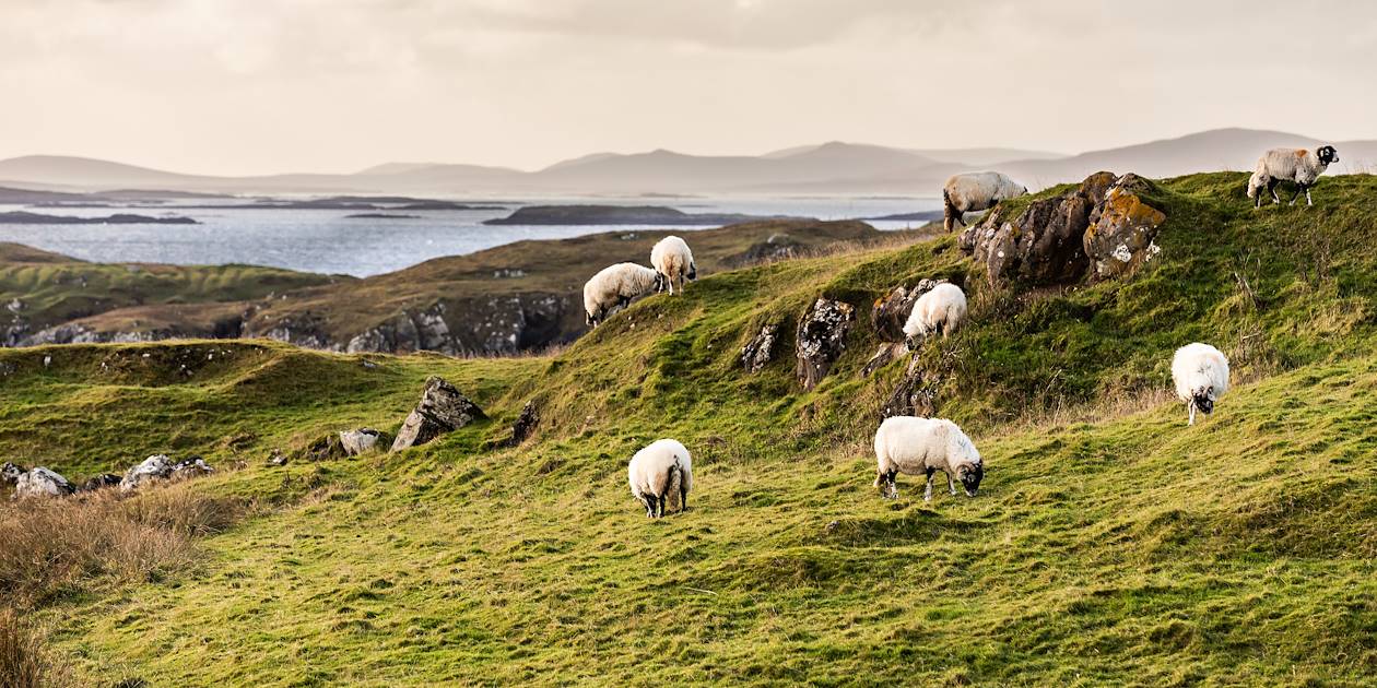 Moutons dans la campagne écossaise - Ecosse - Royaume-Uni 