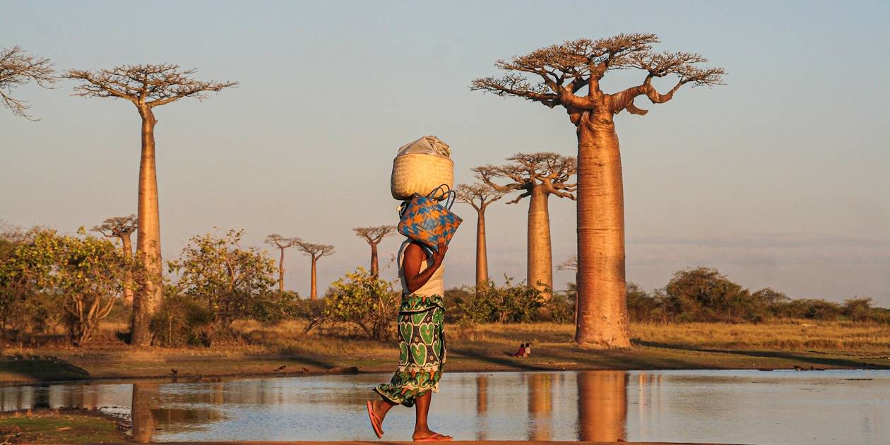 Allée des baobabs - Morondava  - Madagascar