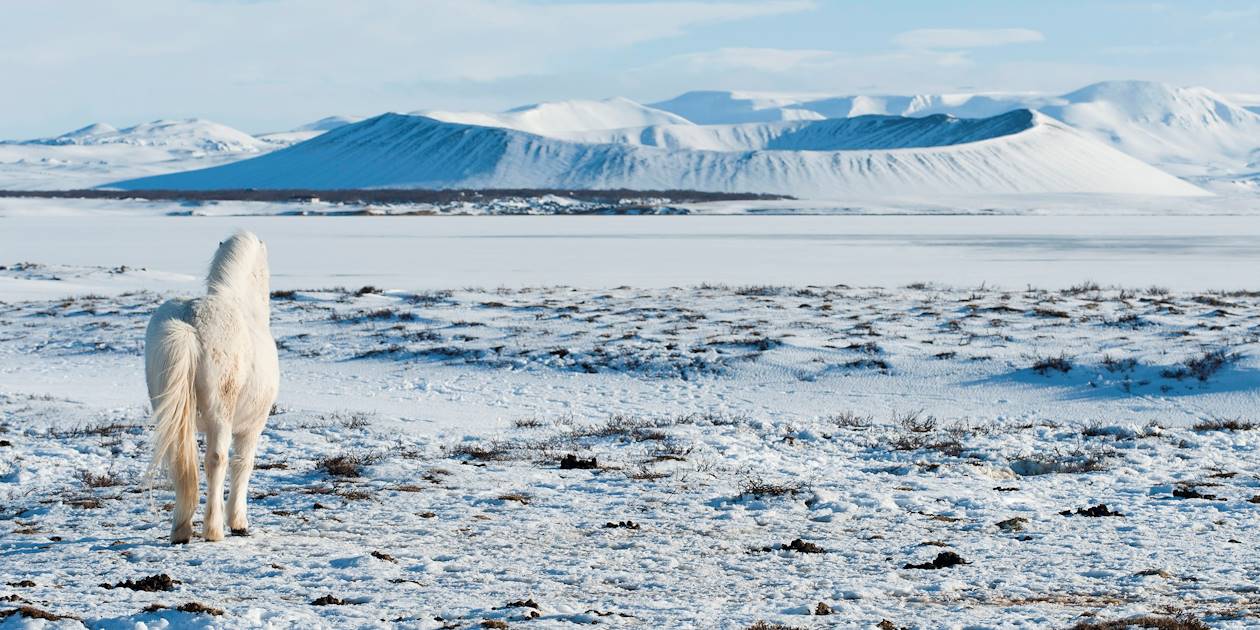 Un cheval blanc devant le cratère Hverfell enneigé - Myvatn - Islande