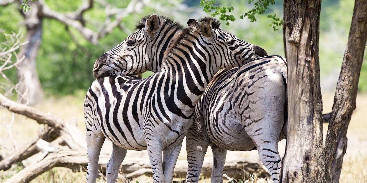Parc Kruger - Afrique du Sud