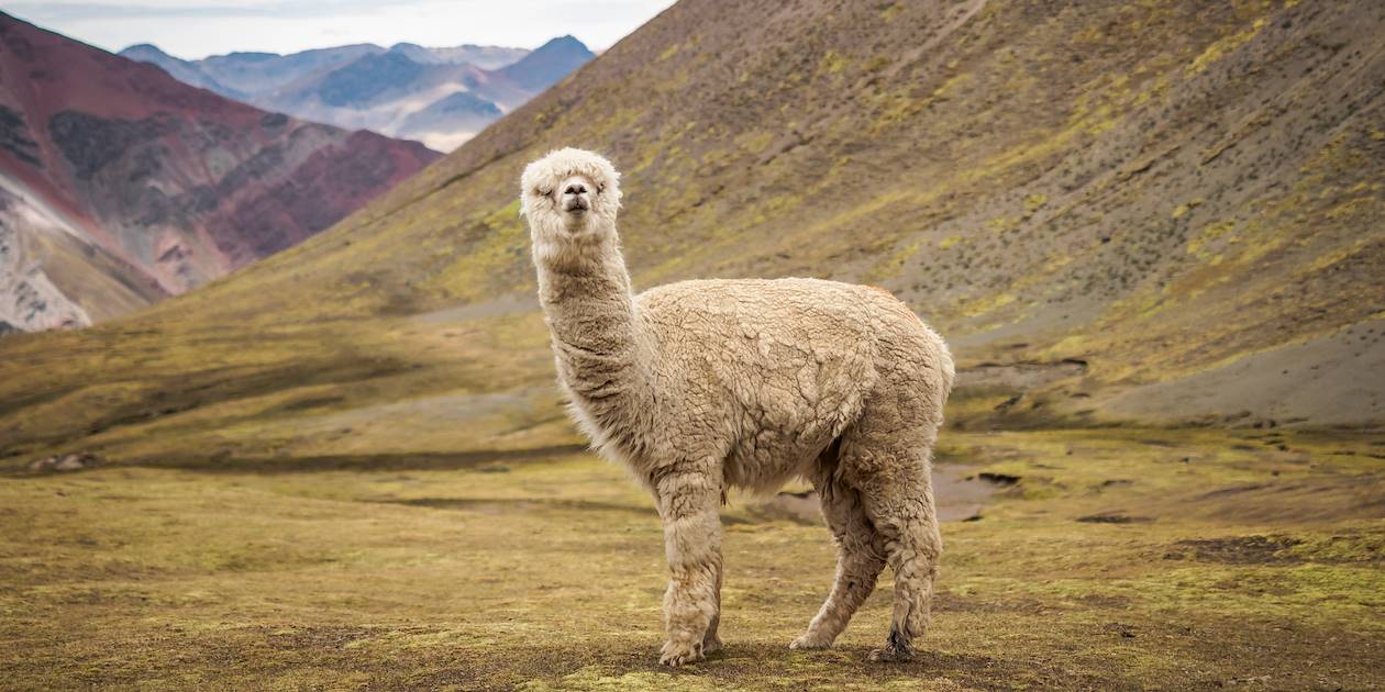 Alpaga sauvage près de Vinicunca - Pérou