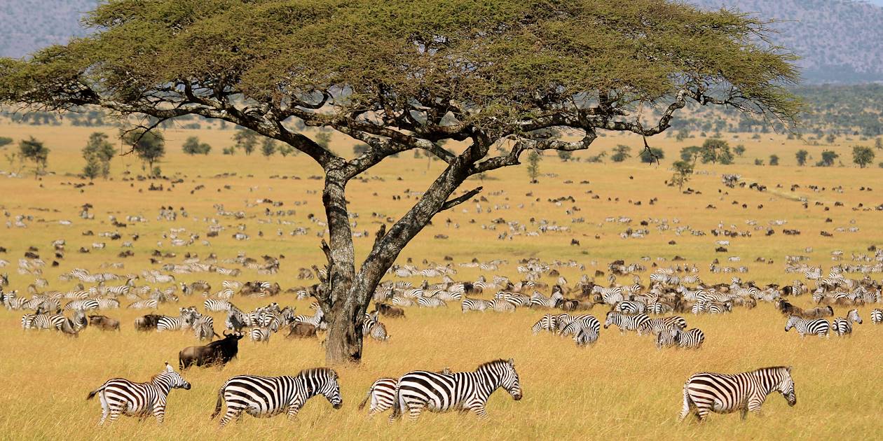 Migration des troupeaux en Tanzanie