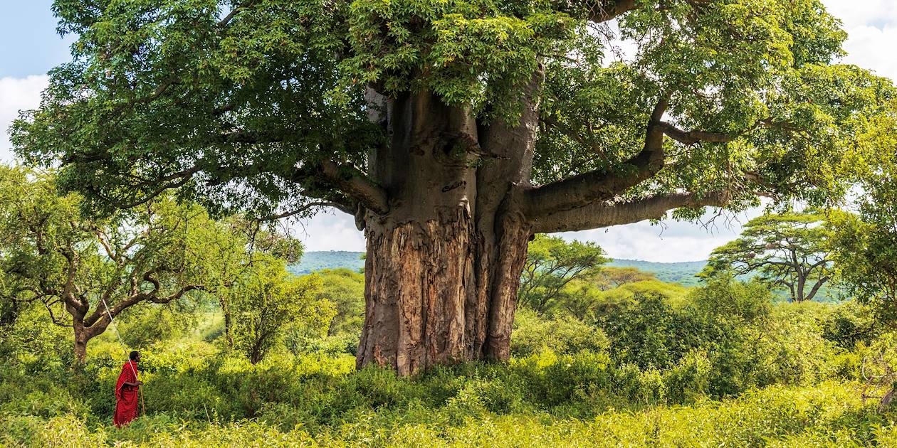 Maasaï face à un beau baobab - Tanzanie