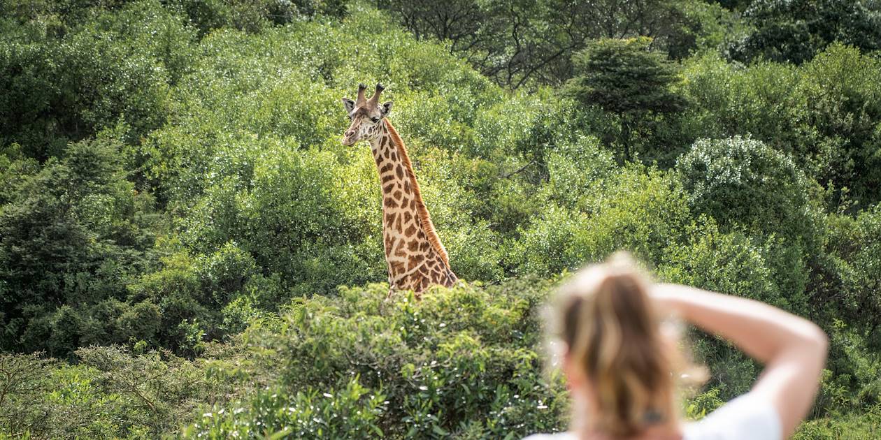 Rencontre avec les girafes dans le parc d'Arusha - Tanzanie