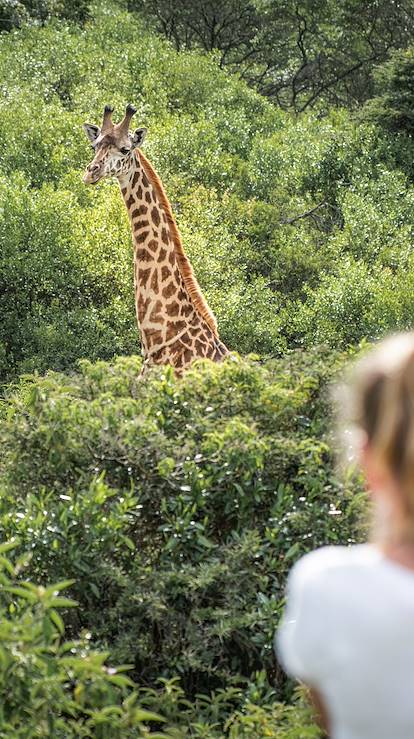 Rencontre avec les girafes dans le parc d'Arusha - Tanzanie