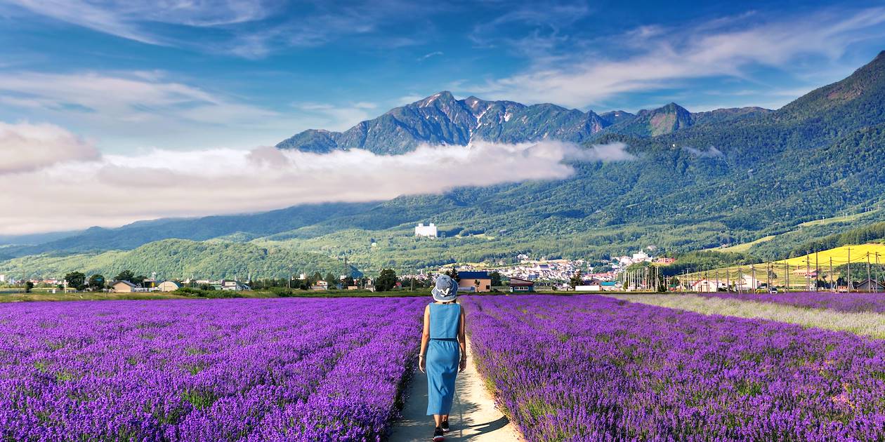 Champ de lavande - Furano - Japon
