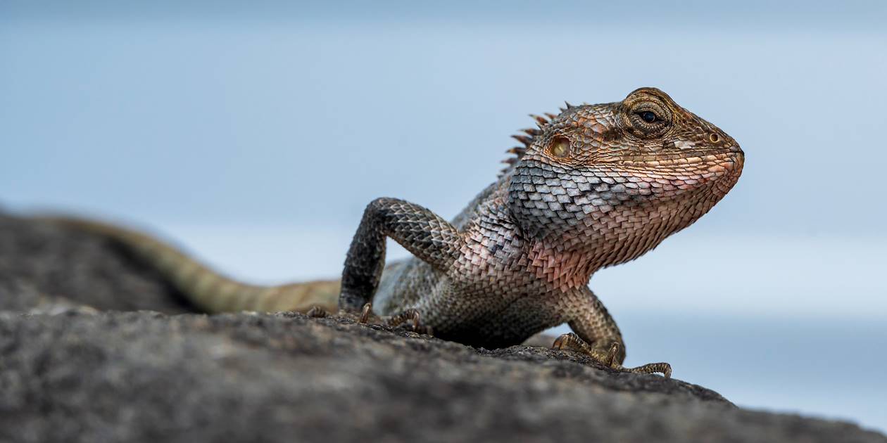 Reptile sur l'île de Rodrigues - Île Maurice