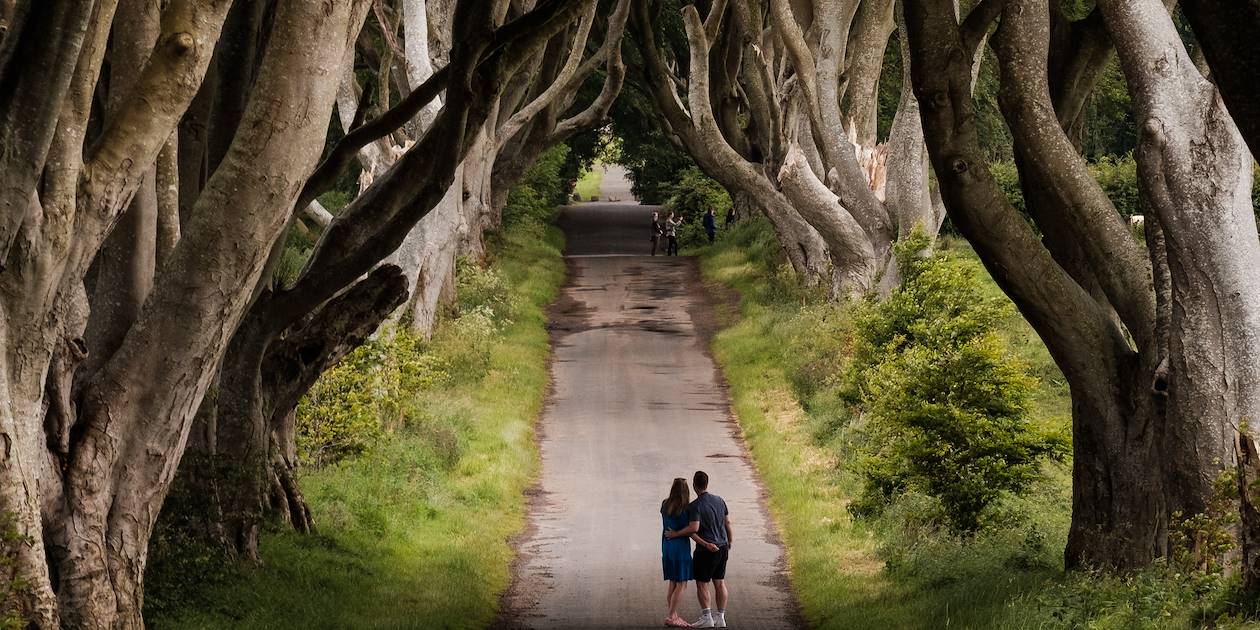 The Dark Hedges - Antrim - Irlande du Nord - Royaume Uni
