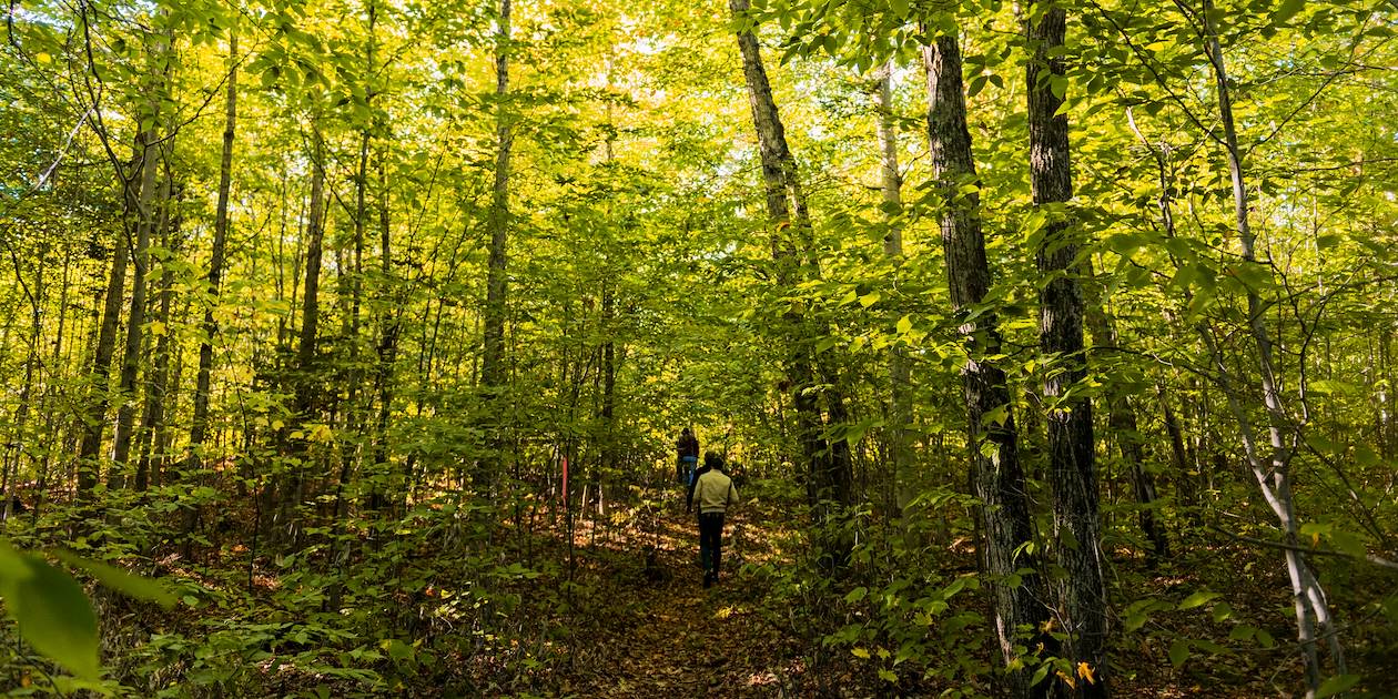Balade et observation de la faune et flore du site Amishk - Rawdon - Québec - Canada