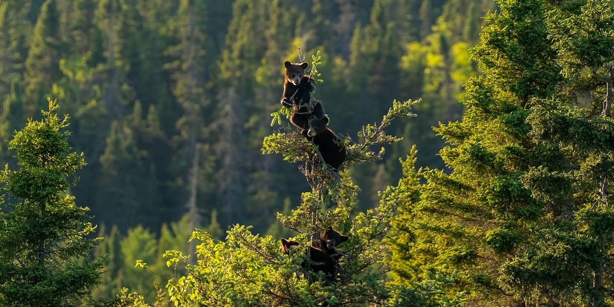 Petits oursons accrochés la cime d'un sapin - Québec - Canada