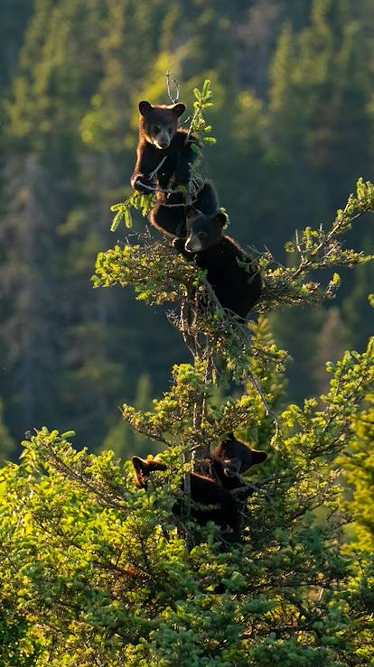 Petits oursons accrochés la cime d'un sapin - Québec - Canada