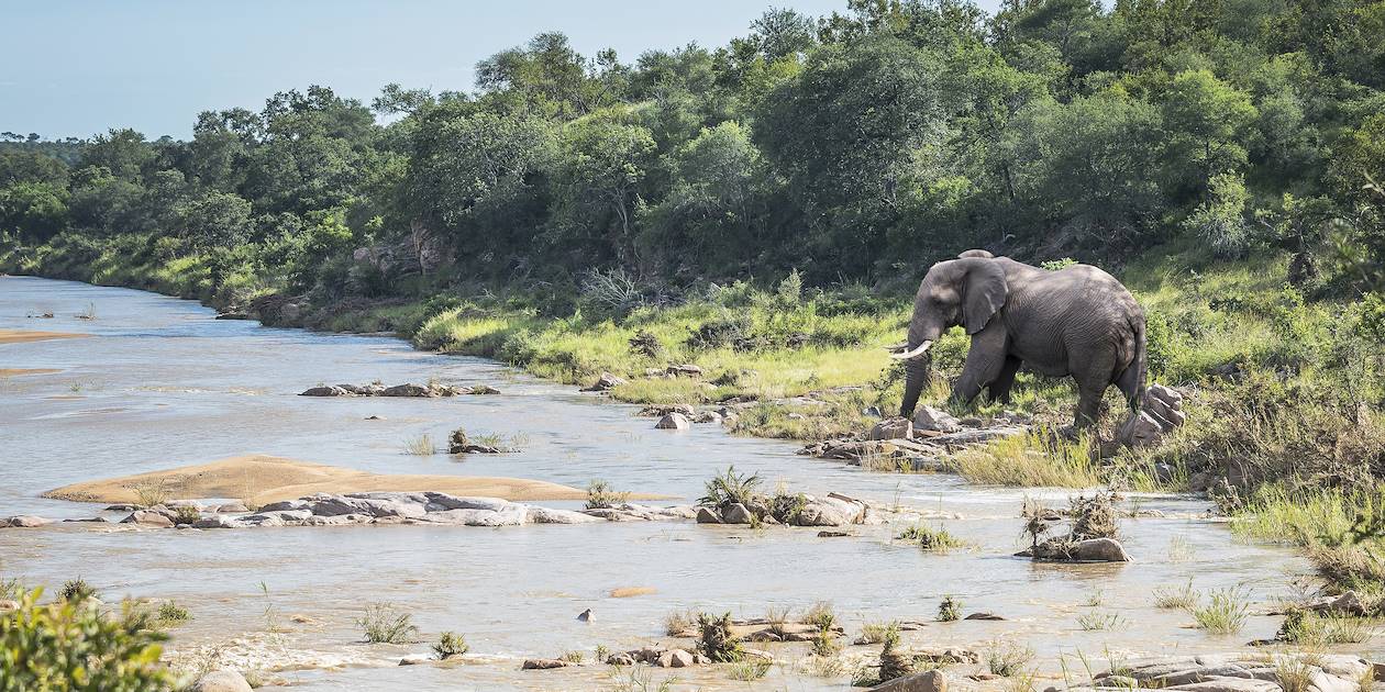 Éléphant près d'une rivière - Parc Kruger - Afrique du Sud