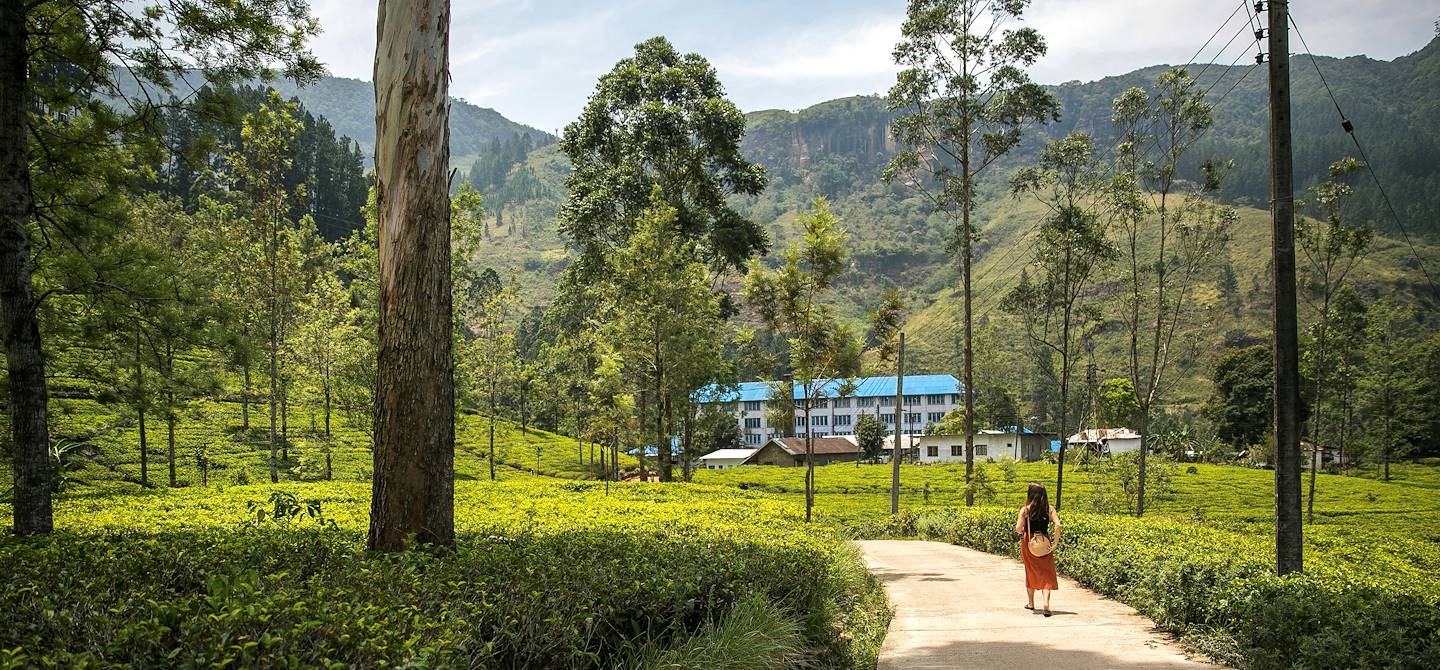 Plantations de thé - Nuwara Eliya - Sri Lanka
