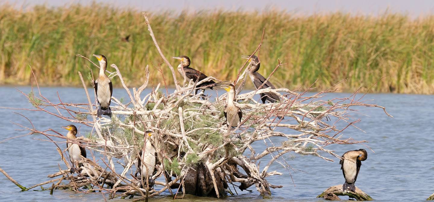 Parc national des oiseaux du Djoudj - Région de Saint-Louis - Sénégal