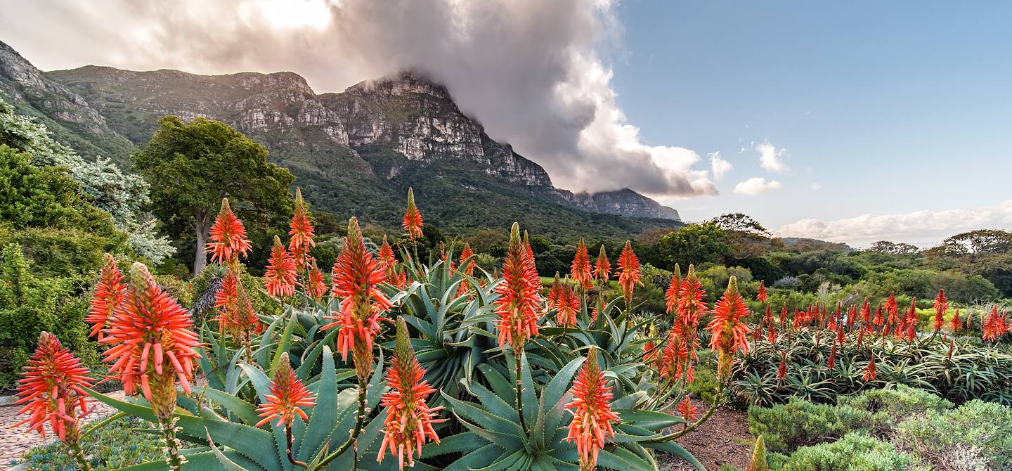 Jardins de Kirstenbosch - Le Cap - Cap-Occidental - Afrique du Sud