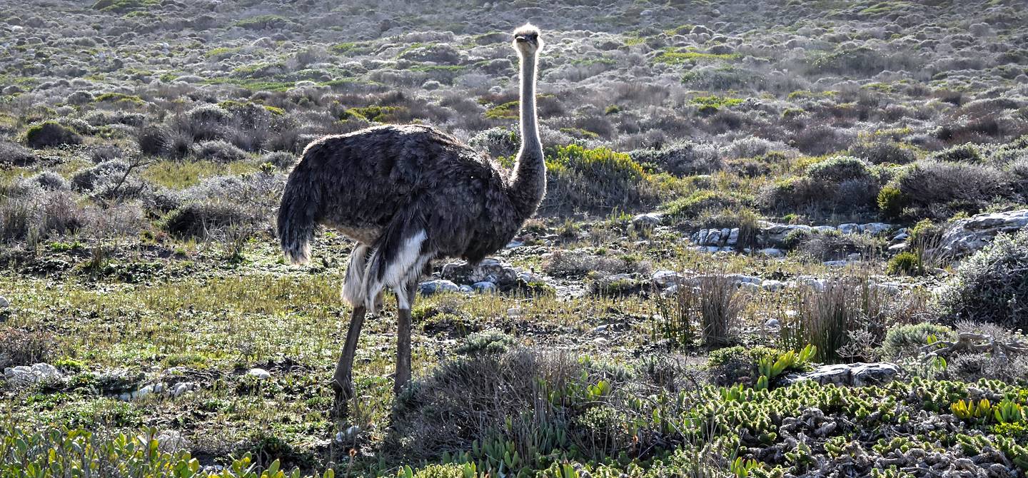 Autruche à Oudtshoorn - Afrique du Sud