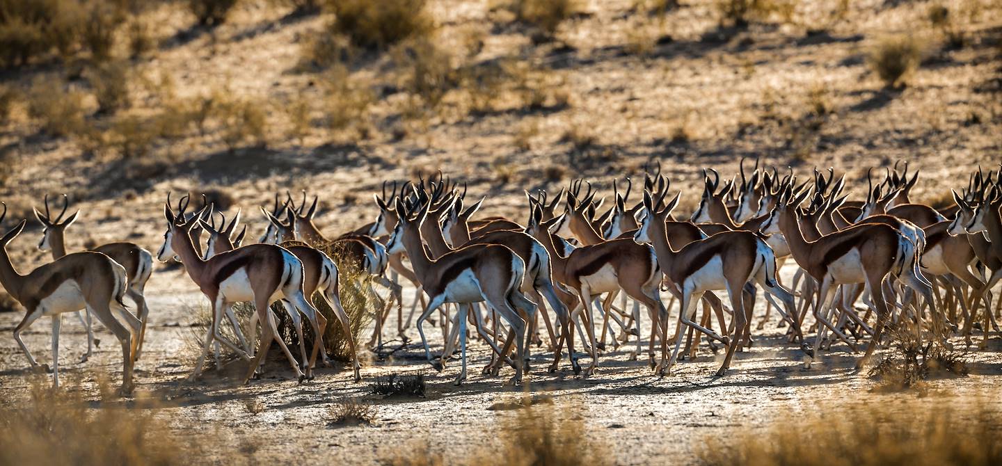 Parc transfrontalier de Kgalagadi - Afrique du Sud