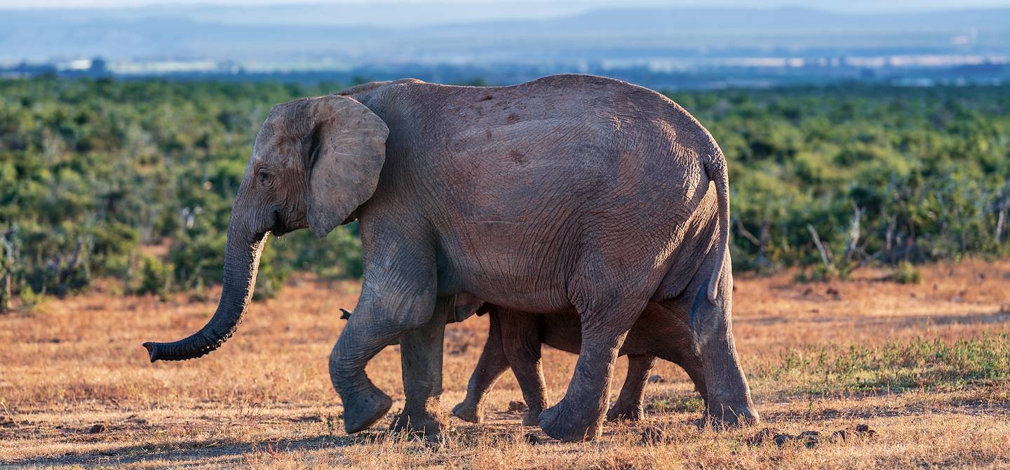 Parc national des Éléphants d'Addo - Afrique du Sud