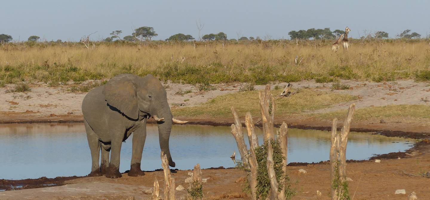 Safari animalier à Nata - District central - Botswana