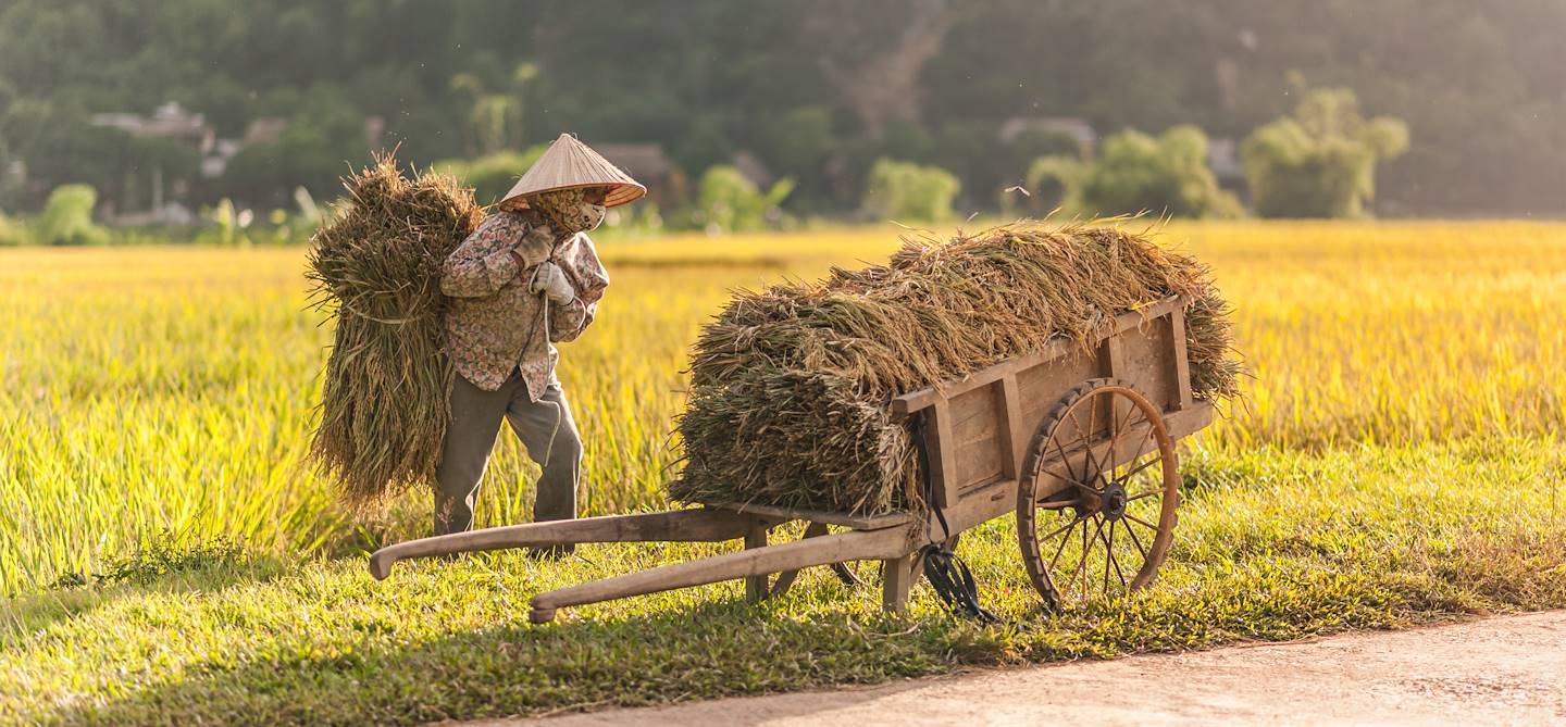 Femme travaillant dans les rizières - Mai Chau - Vietnam