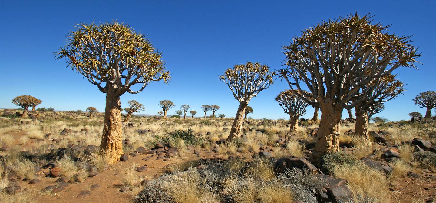 Désert du Namib - Namibie