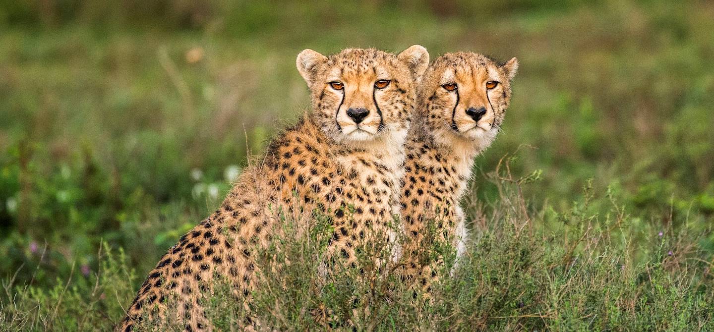 Guépards dans le parc national du Serengeti - Tanzanie
