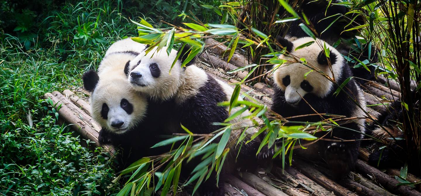Centre de recherche sur le Panda géant de Chengdu - Province du Sichuan - Chine