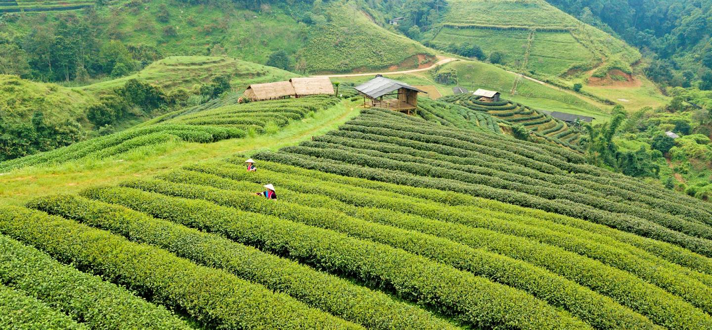 Plantation de thé sur le flanc d'une montagne - Thaïlande