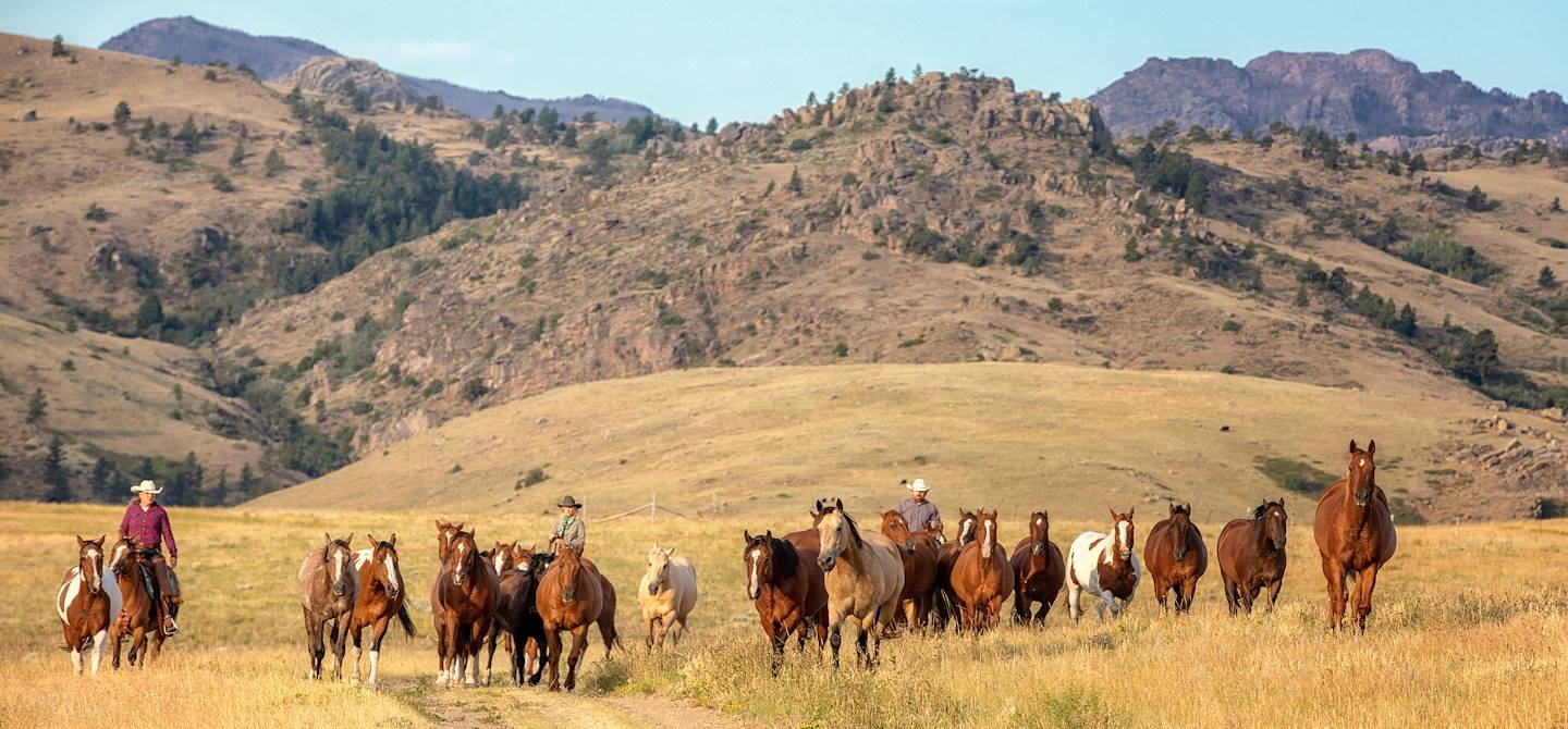 Élevage de chevaux - Texas - Etats-Unis