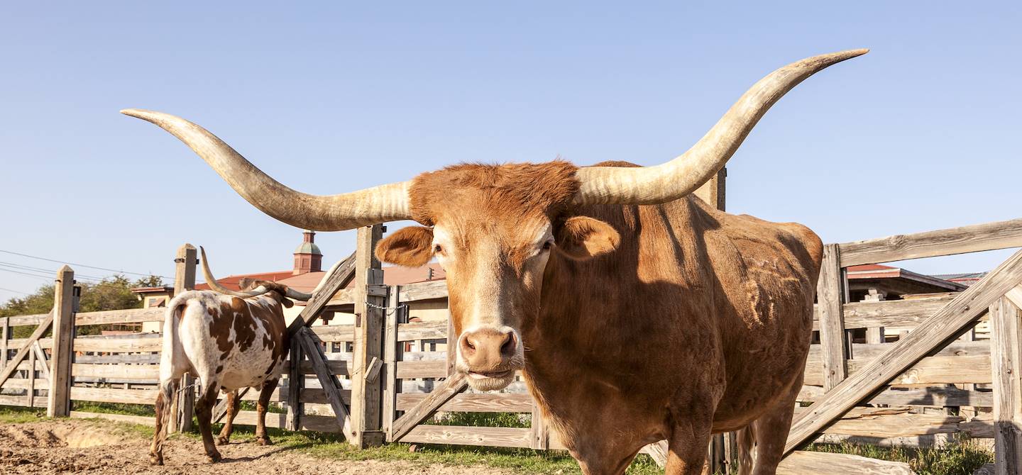 Vache longhorn - Fort Worth -Texas - Etats-Unis