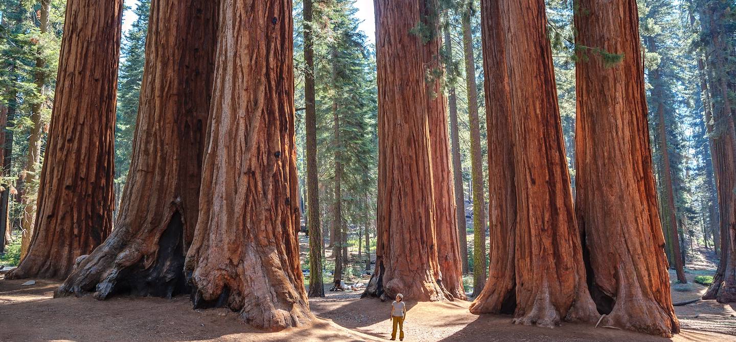 Sequoia National Park - Californie - États-Unis