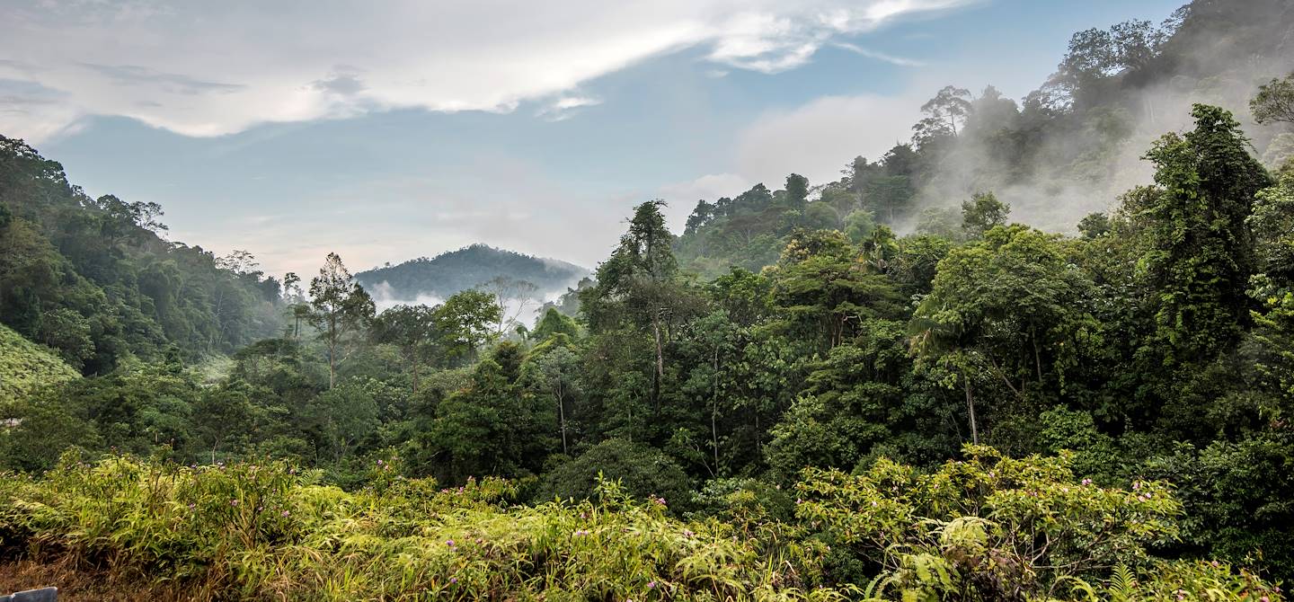 Parc national de Taman Negara - Malaisie