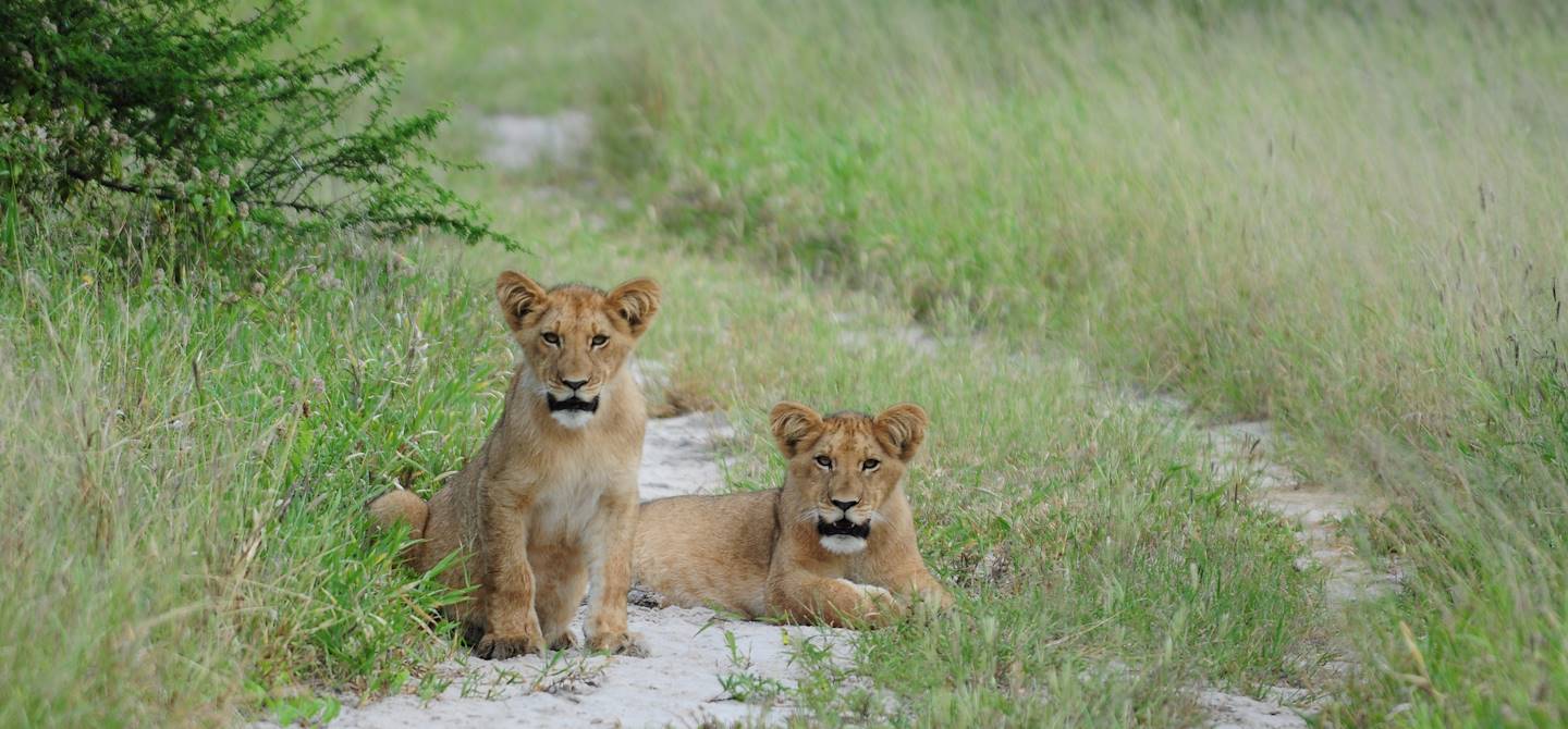 Central Kalahari Game Reserve - Namibie