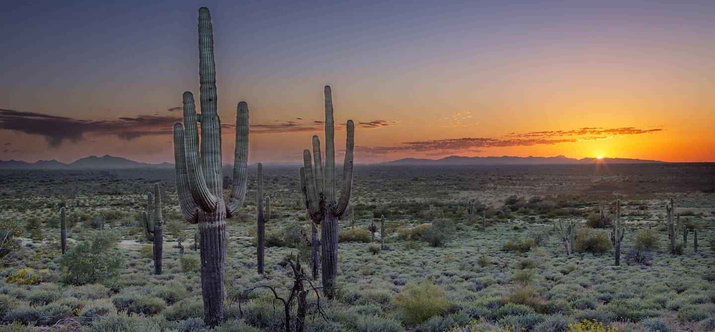 Désert de Sonora - Arizona - États-Unis