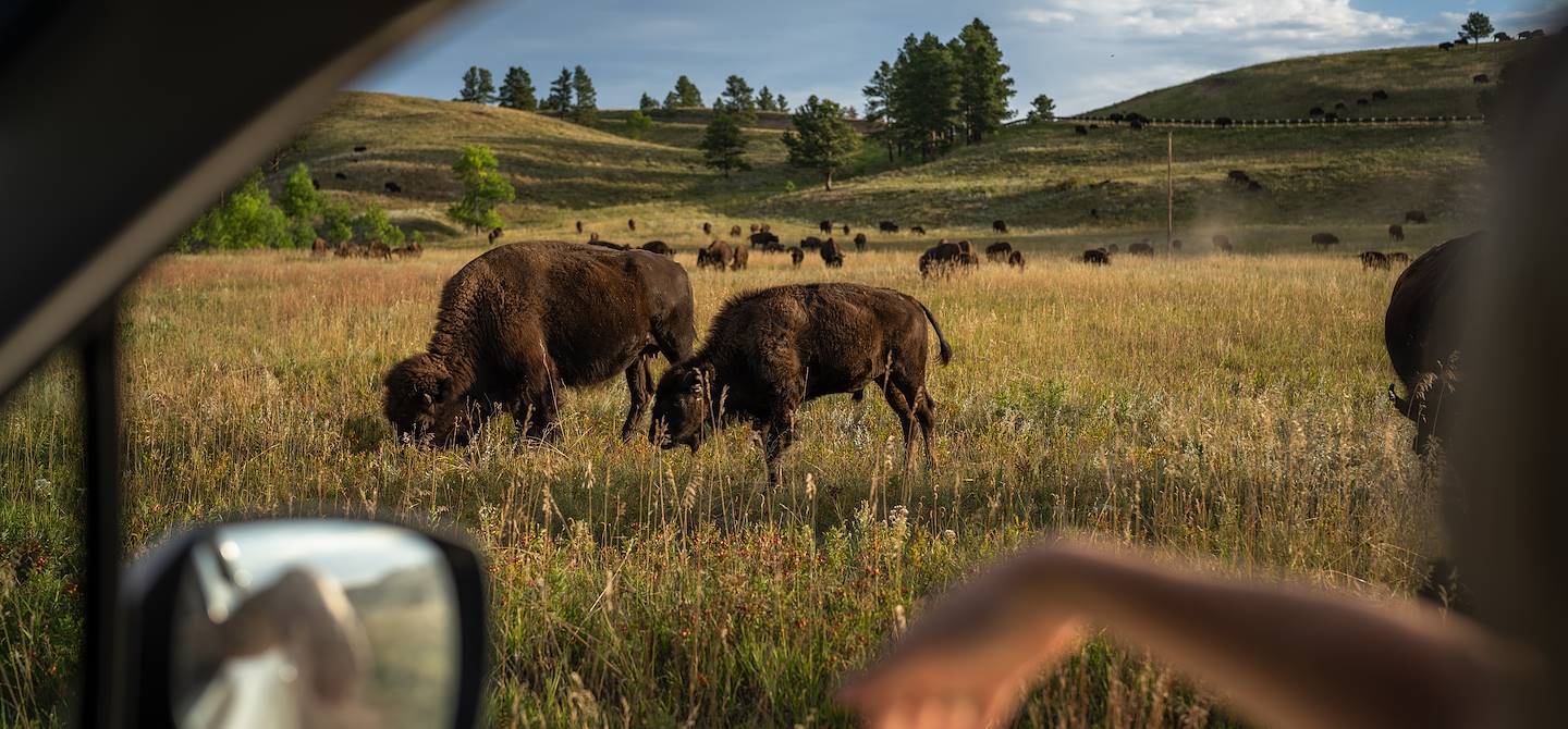 Bisons dans le Custer State Park - Dakota du Sud - Etats-Unis