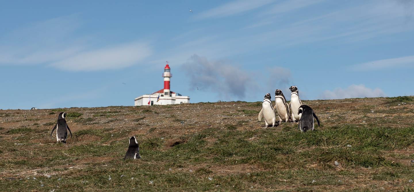 Rencontre avec les manchots sur l'Île de Magdalena - Punta Arenas - Magallanes - Chili