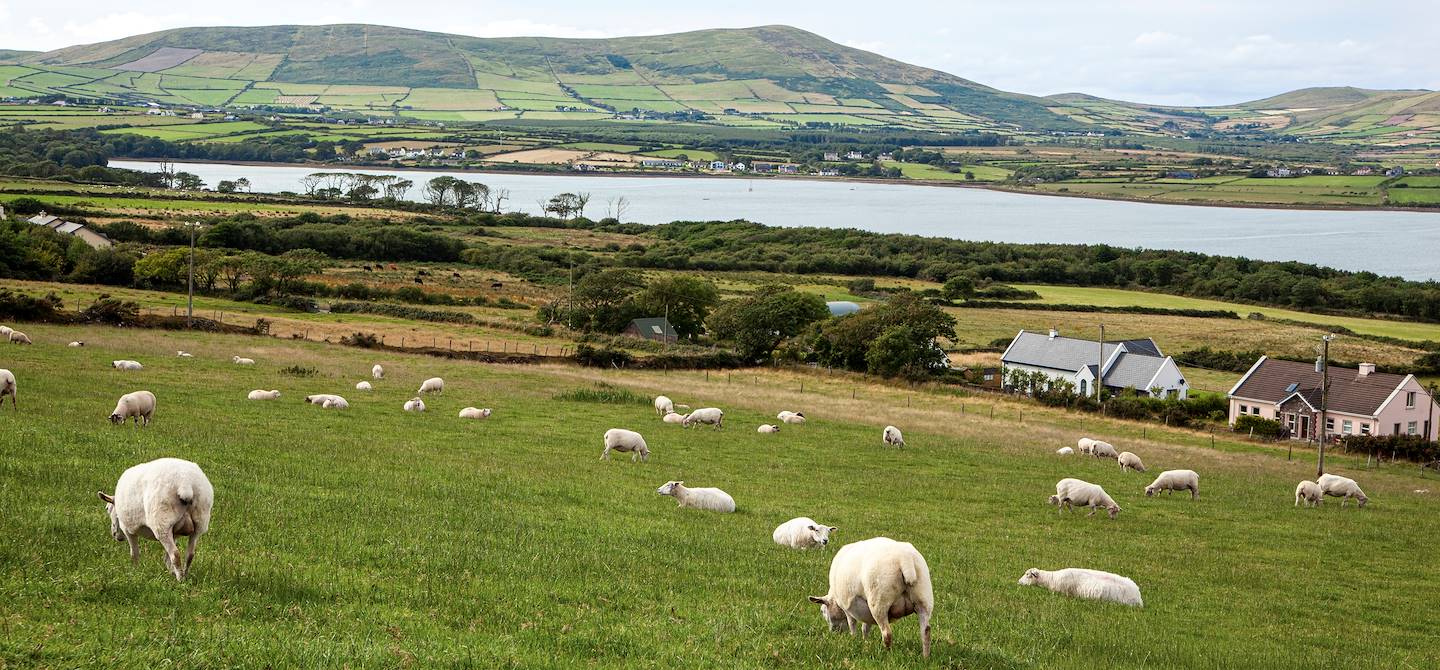 Dans les environs de Dingle - Kerry - Irlande