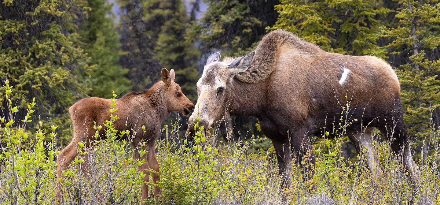 Jeune orignal avec sa mère en Alaska - Etats-Unis